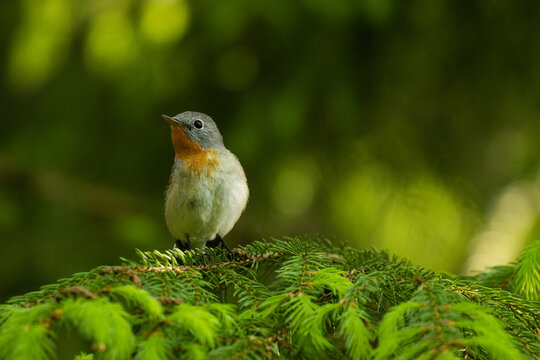 Close-up of an adult male Red-breasted flycatcher, Ficedula parva in an old-growth boreal forest in Estonia, Northern Europe. 