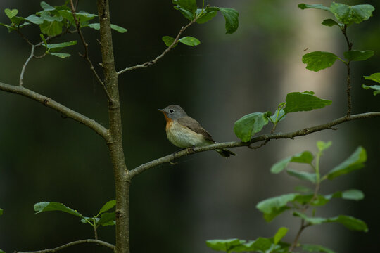 Red-breasted flycatcher, Ficedula parva perched in an old forest in Estonia, Northern Europe. 