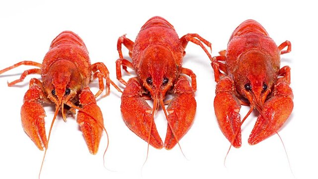 boiled red crayfish on a white background slow motion. Light homemade snack