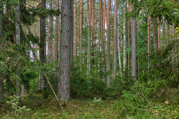 Obraz premium Coniferous tree stand in autumn