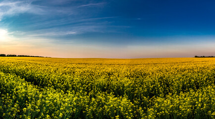 picturesque wide panoramic view of a blooming rapeseed field. warm clear evening in May in fine weather