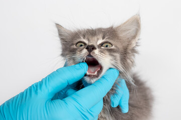 Examination of milk teeth tongue in a 1 or 2 month old kitten. Dentistry for cats, place for text - obrazy, fototapety, plakaty