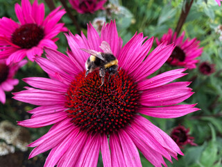 Close up of a honey bee collecting pollen from a pink flower