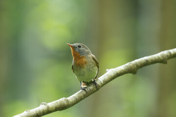 Close-up of an adult male Red-breasted flycatcher, Ficedula parva in an old-growth boreal forest in Estonia, Northern Europe. 