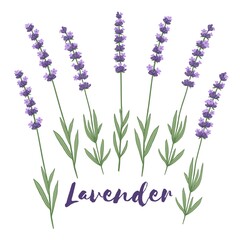 Lavender flowers hand drawn vector illustration isolated on white background