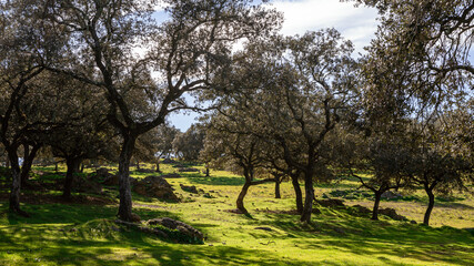 Fototapeta premium Landscape of green dehesa in a beautiful day of winter with sun. Field Spain