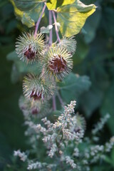 Distel im Sonnenlicht