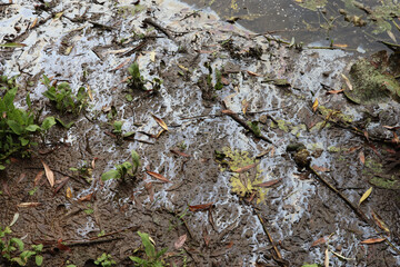 Gasoline on the lake shore, nature ecosystem 