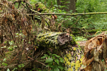 Mossy forest in late summer, early fall