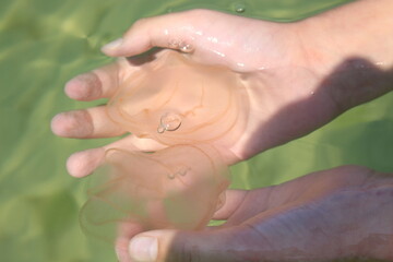 Girl catches jellyfish with her hands in sea water. The sandy bottom is visible through the clear water. 