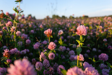 Obraz premium Lush Red clover, Trifolium pratense blooming during a summer evening on an Estonian grassland. 