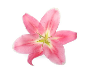 Fototapeta na wymiar Beautiful pink lily flower isolated on white