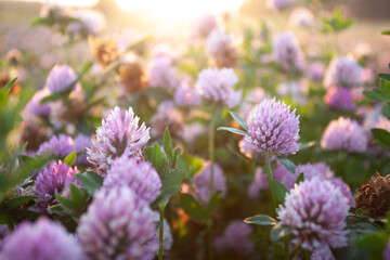 Lush Red clover, Trifolium pratense blooming during a summer evening on an Estonian grassland. 