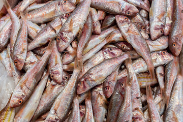 Conjunto de salmonetes frescos