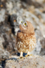 Little owl. Colorful nature background. Athene noctua.  