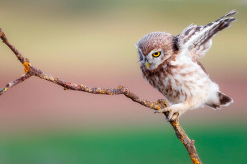 Little owl. Colorful nature background. Athene noctua.  
