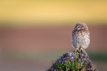 Little owl. Colorful nature background. Athene noctua.  