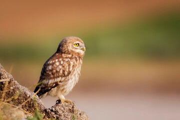 Little owl. Colorful nature background. Athene noctua.  