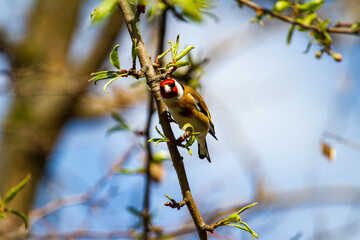 Goldfinch
