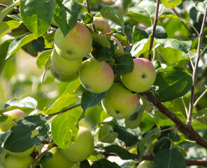 Apples on tree branches in summer.