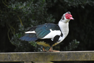 Muscovy duck