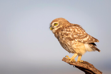 Little owl. Colorful nature background. Athene noctua.  