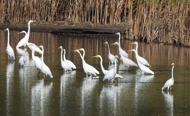 White herons on the lake