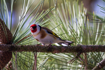 goldfinch