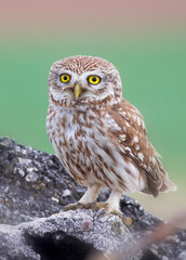 Little owl. Colorful nature background. Athene noctua.  