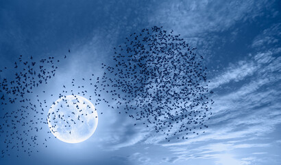 Night view of flock of starlings flying over a blue full moon -  Migration of birds during autumn