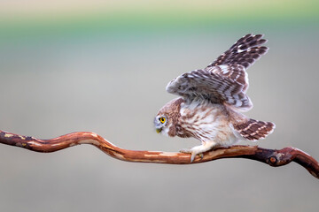 Little owl. Colorful nature background. Athene noctua.  