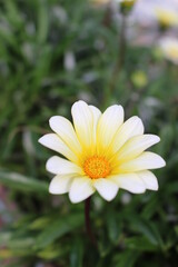 Fototapeta premium 色とりどりの花 日本の四季