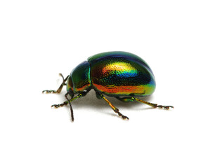 Green beetle on white