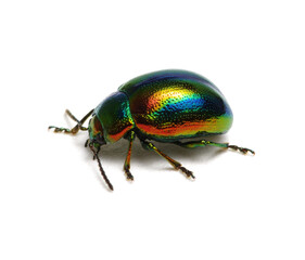 Green beetle on white