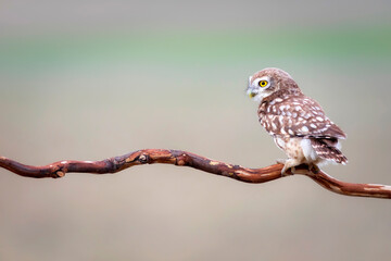 Little owl. Colorful nature background. Athene noctua.  