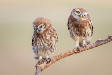 Little owl. Colorful nature background. Athene noctua.  
