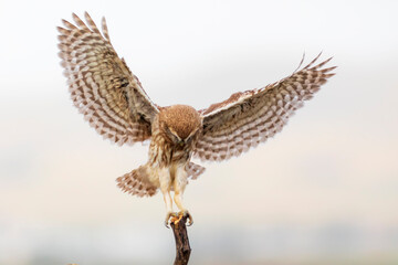 Little owl. Colorful nature background. Athene noctua.  