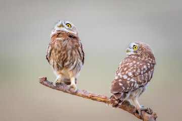 Little owl. Colorful nature background. Athene noctua.  