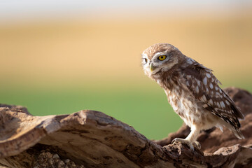 Little owl. Colorful nature background. Athene noctua.  