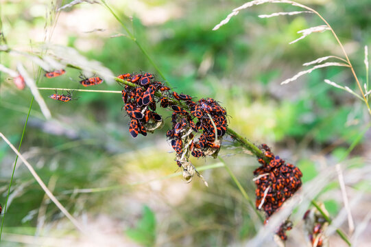 Large group of firebug (Pyrrhocoris apterus) on a branch