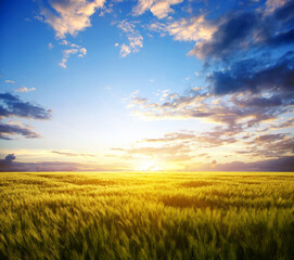 Obraz na płótnie Canvas Sunset on the wheat
