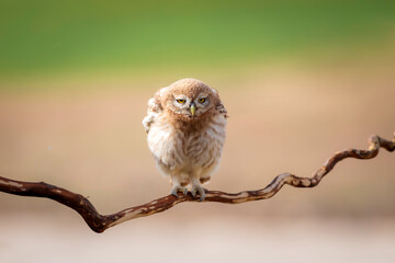 Little owl. Colorful nature background. Athene noctua.  