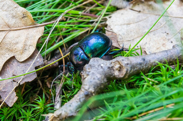 Blue-green Dor beetle (Anoplotrupes stercorosus) in hand