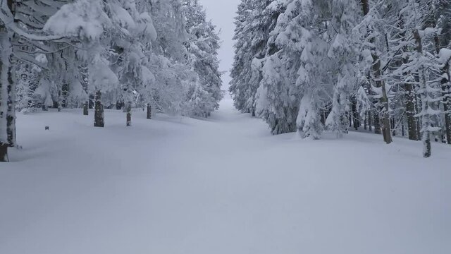 Aerial view of a fabulous winter mountain landscape close-up during snowfall. Smooth flight between snow-covered trees. Ukraine, Carpathian Mountains. Filmed on FPV drone.