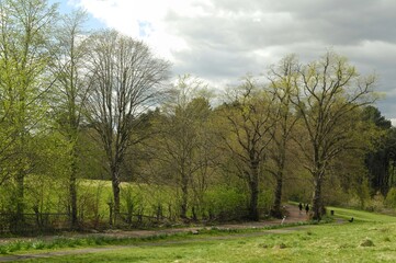 Obraz premium Trees alongside a path