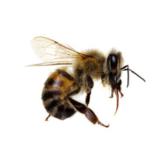 Bee isolated on white