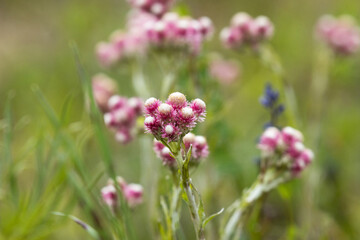 A small blooming pink Catsfoot, Antennaria dioica flower in Northern Europe. 