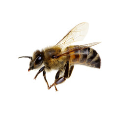 Bee on the white