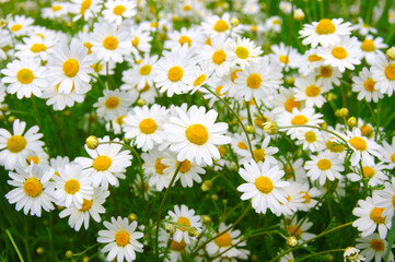 White daisy on  field