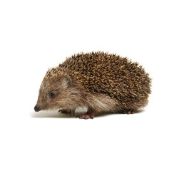 Hedgehog  isolated on white